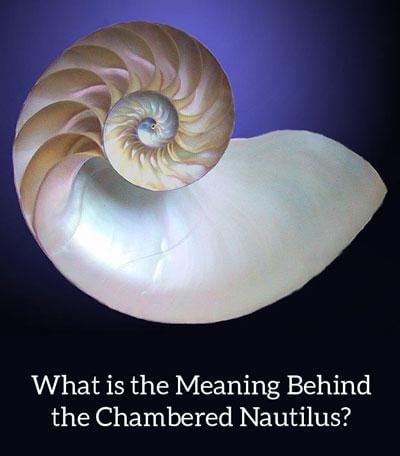 Nautilus Shell Meaning in Jewelry