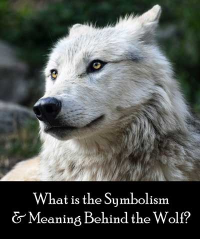 Wolf Symbolism & Meaning