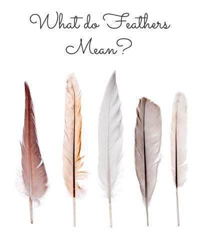 Que symbolise une plume ?